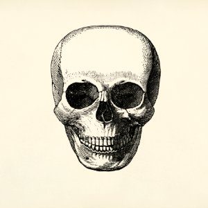 Vintage llustration of skull published in 1843 by John Lloyd Stephens (1805-1852).. Free illustration for personal and commercial use.