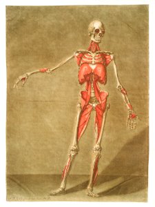 This fascinating collection of anatomical illustrations is created by Arnauld-Eloi Gautier-Dagoty (1741-1771) for the Royal College of Medicine of Nancy in Lorraine, France. Dagoty elegantly depicted muscles of the human body as perceived by scientists in the 18th century with precise details. His illustrations offer us a glimpse of medical practice in the age of enlightenment.. Free illustration for personal and commercial use.