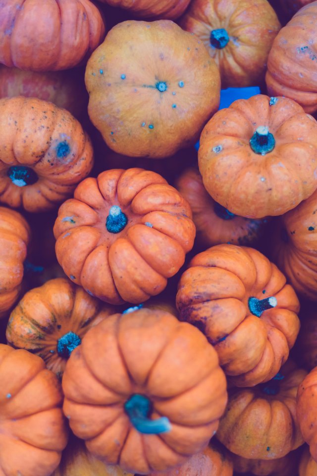 Close up of fresh pumpkins. Free illustration for personal and commercial use.