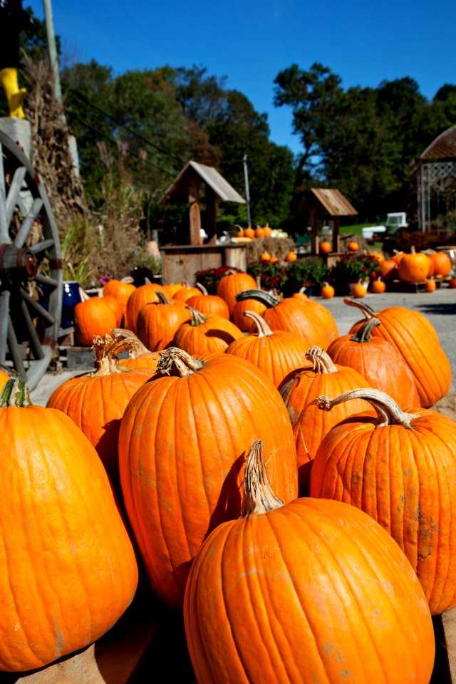 Fall scene in Salem, Connecticut. Original image from Carol M. Highsmith’s America, Library of Congress collection.. Free illustration for personal and commercial use.