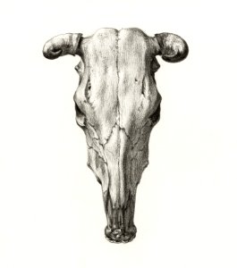 Skull of a cow (1816) by Jean Bernard (1775-1883).. Free illustration for personal and commercial use.