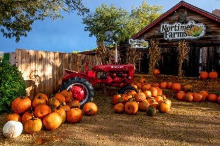 It’s fall pumpkin season at the Mortimer Farms farm-market outlet in the settlement of Humbolt-Dewey, near Prescott in Central Arizona. Original image from Carol M. Highsmith’s America, Library of Congress collection.. Free illustration for personal and commercial use.