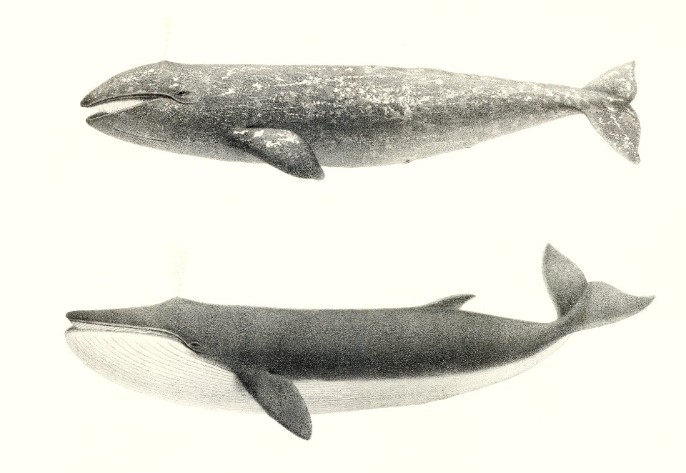 1. The California Gray Whale (Rhachieanectes claucus) 2. The Finback (Balaenoptera velifera) from Natural history of the cetaceans and other marine mammals of the western coast of North America (1872) by Charles Melville Scammon (1825-1911).