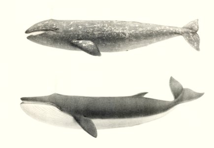 1. The California Gray Whale (Rhachieanectes claucus) 2. The Finback (Balaenoptera velifera) from Natural history of the cetaceans and other marine mammals of the western coast of North America (1872) by Charles Melville Scammon (1825-1911).. Free illustration for personal and commercial use.