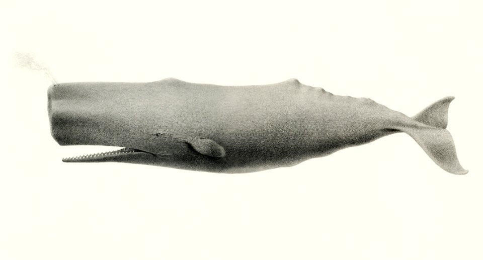 Sperm whale (Physeter macrocephalus) from Natural history of the cetaceans and other marine mammals of the western coast of North America (1872) by Charles Melville Scammon (1825-1911).. Free illustration for personal and commercial use.