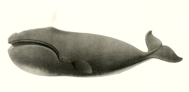 North Pacific right whale (Balaena sieboldii) from Natural history of the cetaceans and other marine mammals of the western coast of North America (1872) by Charles Melville Scammon (1825-1911).