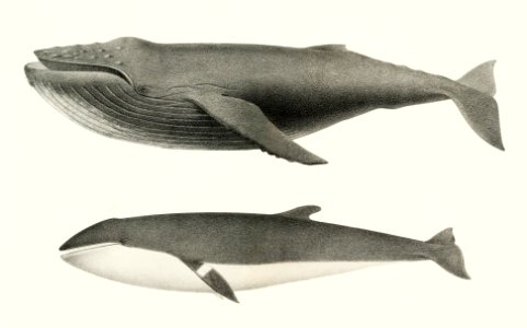 1. Humpback whale (Megaptera versabilis) 2. Minke whale (Balaenoptera davidsoni) from Natural history of the cetaceans and other marine mammals of the western coast of North America (1872) by Charles Melville Scammon (1825-1911).