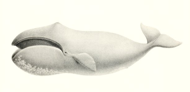 Bowhead whale (Balaena mysticetus) from Natural history of the cetaceans and other marine mammals of the western coast of North America (1872) by Charles Melville Scammon (1825-1911).. Free illustration for personal and commercial use.