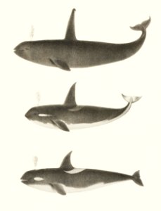 Orca or Killer whale (Orca rectipinna, Orca Ater) from Natural history of the cetaceans and other marine mammals of the western coast of North America (1872) by Charles Melville Scammon (1825-1911).. Free illustration for personal and commercial use.