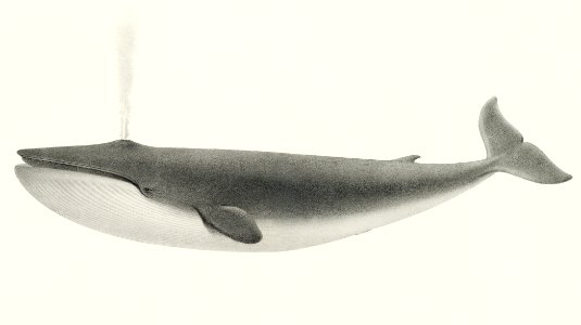 The Sulphurbottom (Sibbaldius sulfureus) from Natural history of the cetaceans and other marine mammals of the western coast of North America (1872) by Charles Melville Scammon (1825-1911).