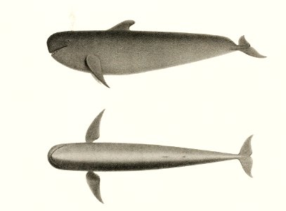 The Blackfish (Globiocephalus scammonii) from Natural history of the cetaceans and other marine mammals of the western coast of North America (1872) by Charles Melville Scammon (1825-1911).