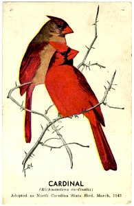 Cardinal (Richmondena cardinalis) Adopted as North Carolina State Bird, March, 1943