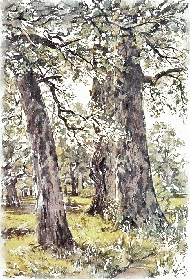 "Oaks"
