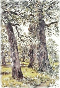 "Oaks"