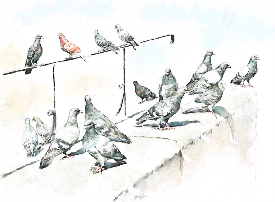 "Pigeons"
