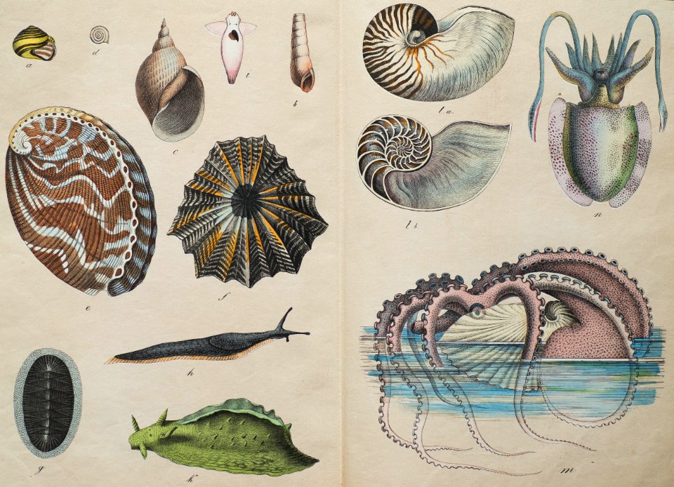 Octopus
