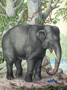 Elephant
