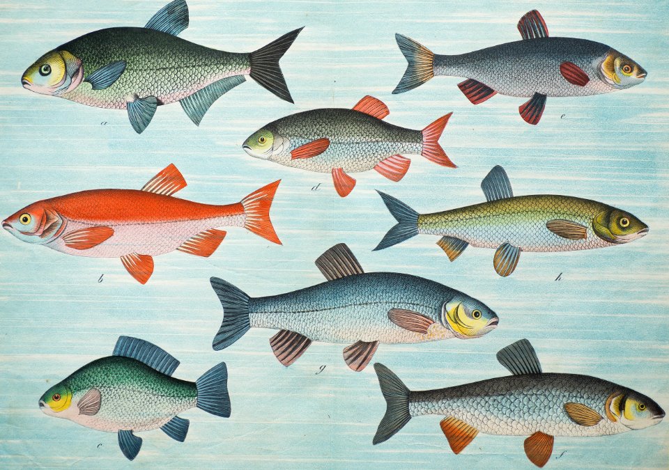Fish