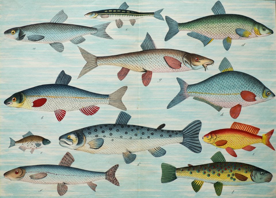 Fish