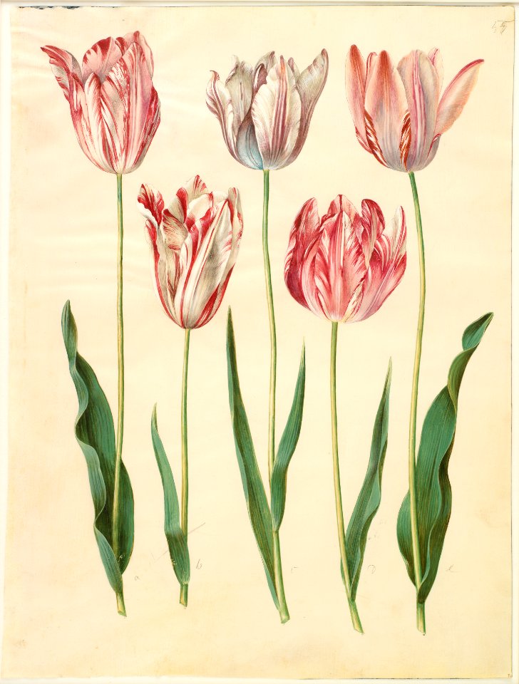Johannes Simon Holtzbecker (1610/20-1671) "Gottorfer Codex", 1649-59., KKSgb2947-55