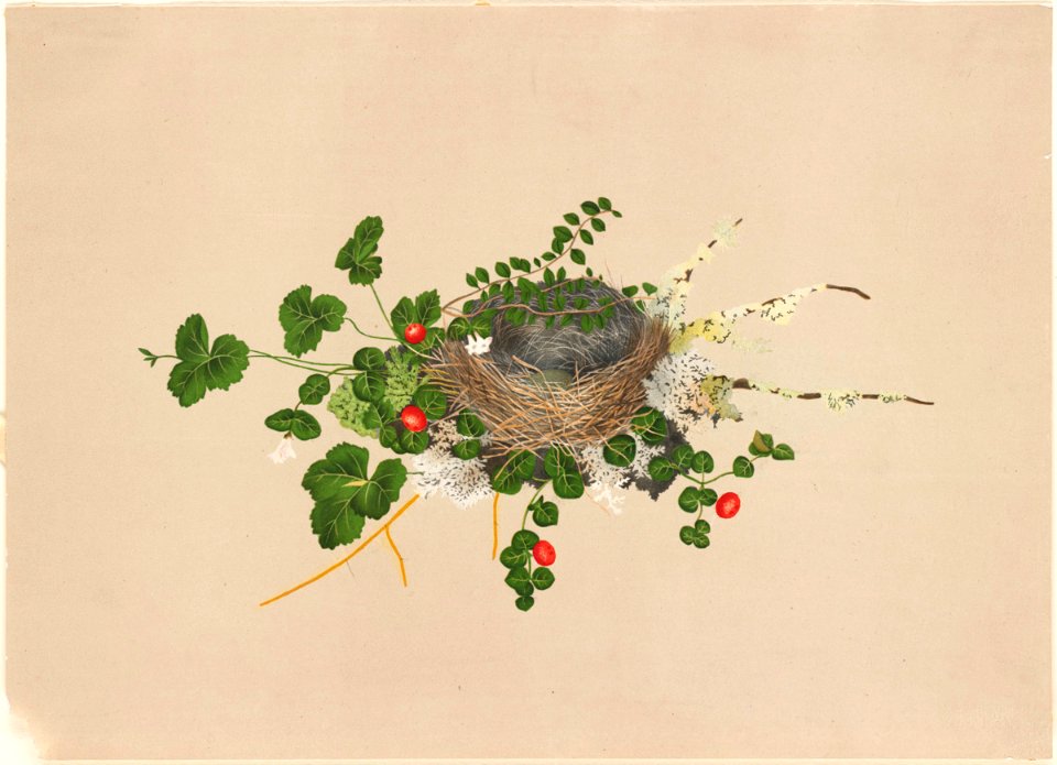 Bird's Nest with Vines by Boston Public Library