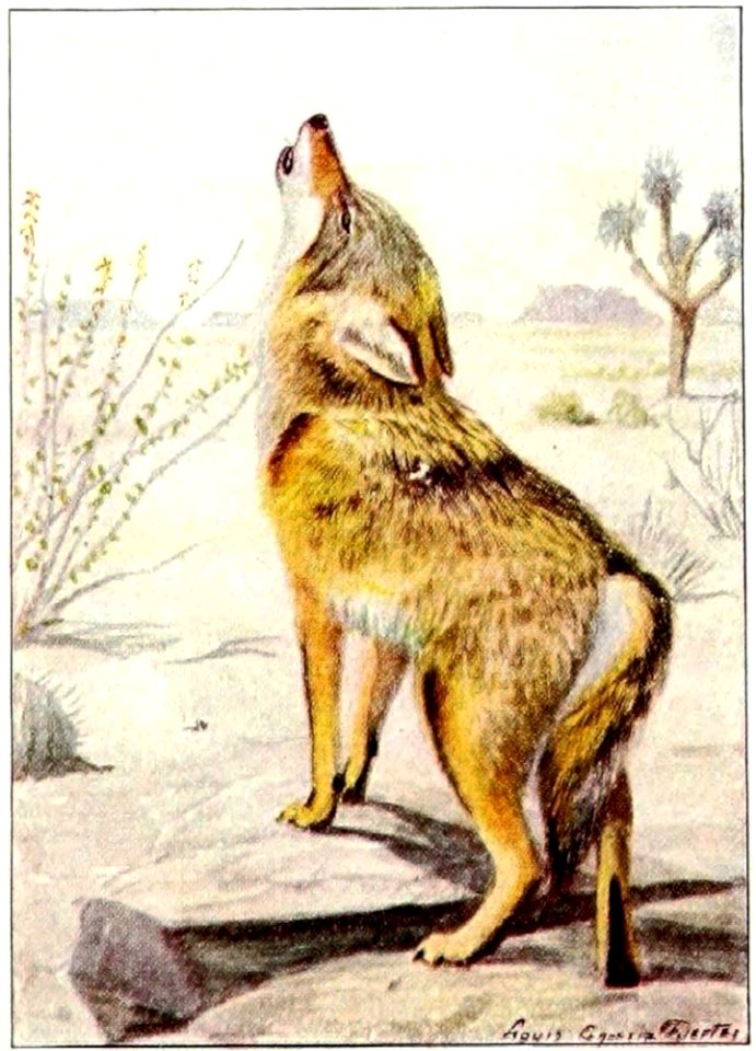 coyote