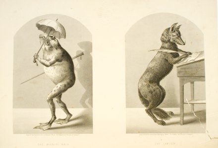 Mr. Frog and Mr. Fox