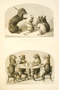 Taxidermy Tea Party and School Lesson
