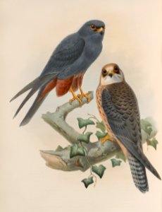 birds