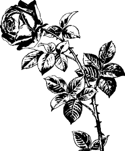 Rose Drawing 2
