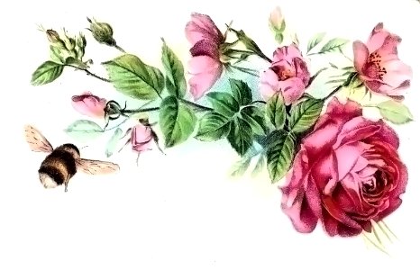 Roses Bee