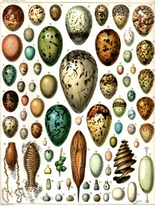 Millet's 72 Eggs