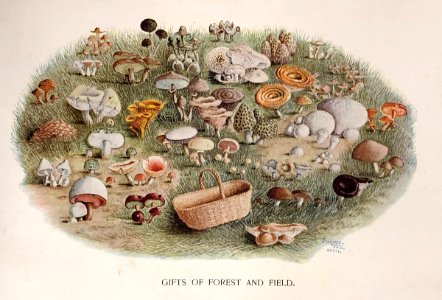 Mushroom McIlvaine Toadstools 1900. Free illustration for personal and commercial use.