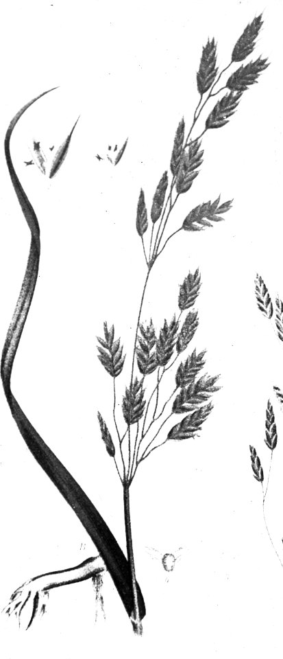 Gras- en klaversoorten , zachte dravik, Bestanddeelnr 194-0356