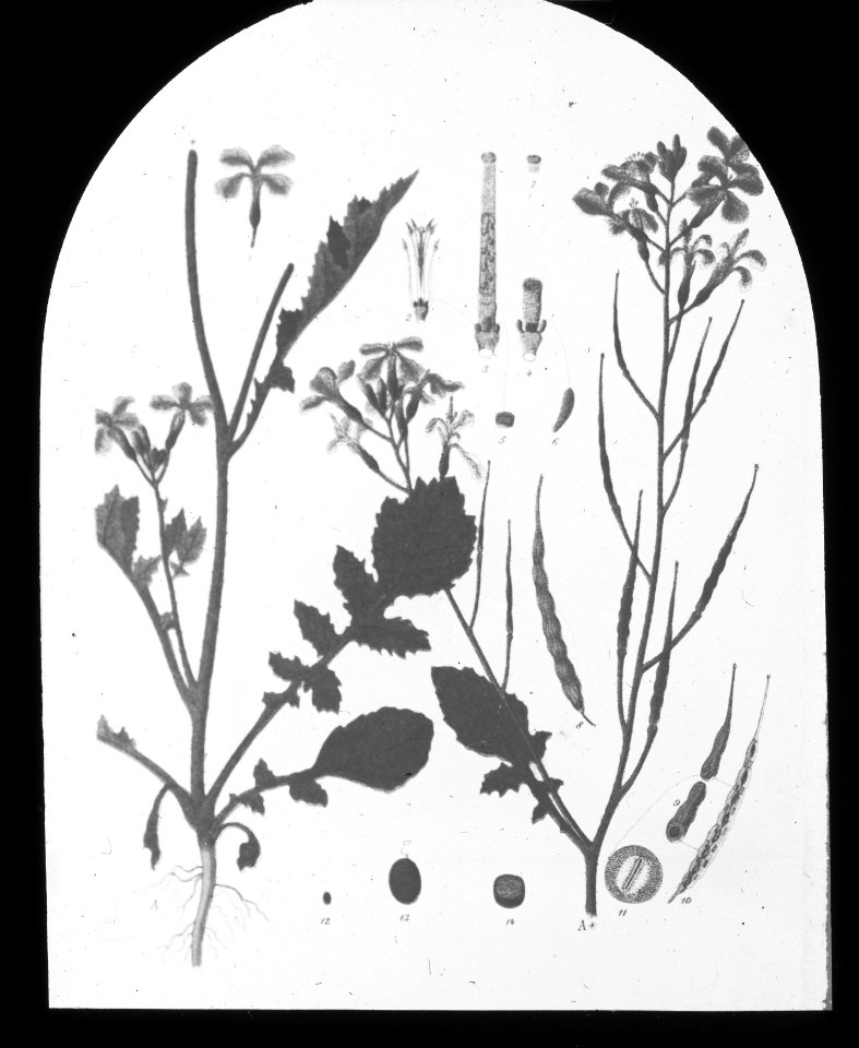 Gras- en klaversoorten , knop herik, wilde radijs, Bestanddeelnr 194-0373