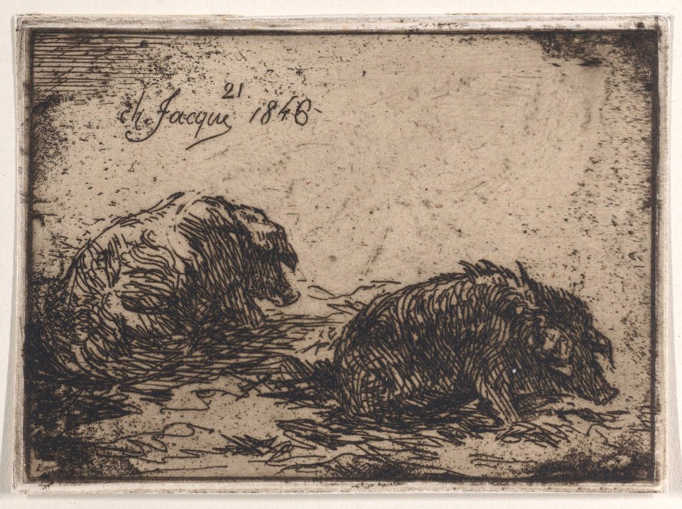 A Herd of Pigs Met DP886951