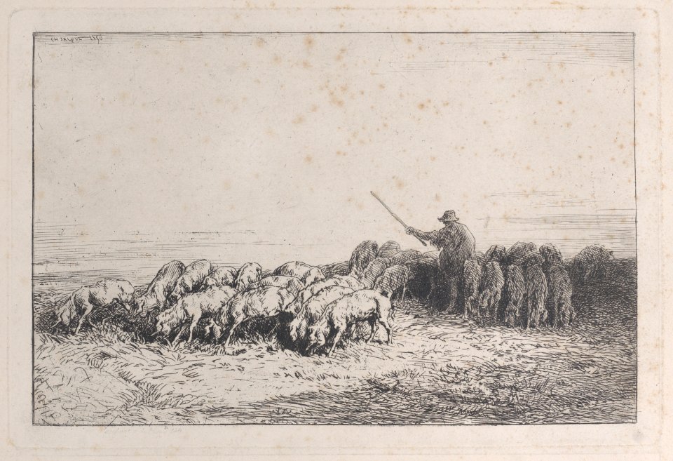 A Herd of Pigs Met DP886950
