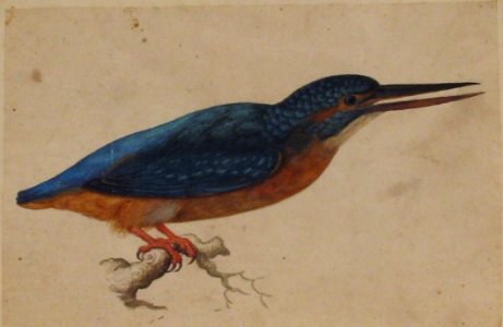 A Kingfisher on a Branch MET 2004.77
