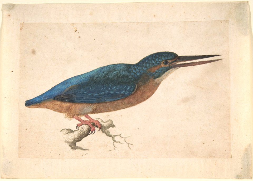 A Kingfisher on a Branch MET DP807375