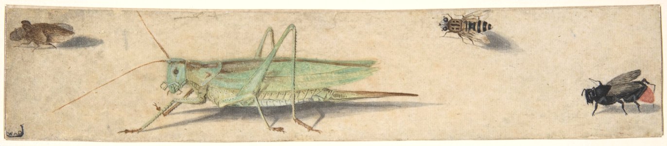 A Katydid, a Fly, a Bee, and a Fulgoroid MET DP800020