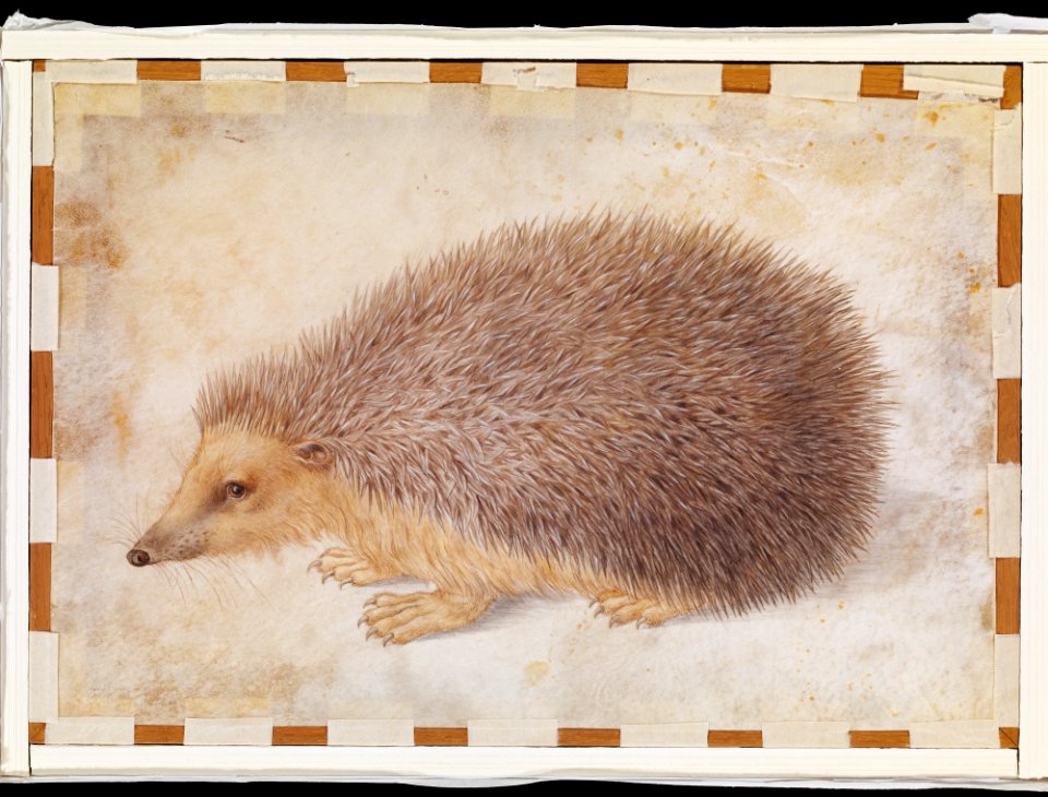 A Hedgehog (Erinaceus roumanicus) MET DP123780