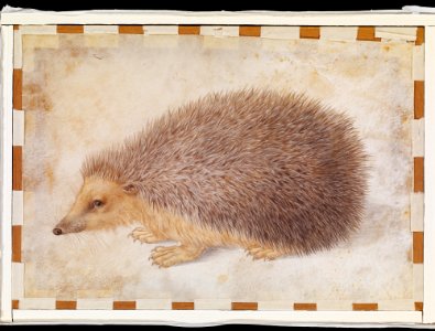 A Hedgehog (Erinaceus roumanicus) MET DP123780