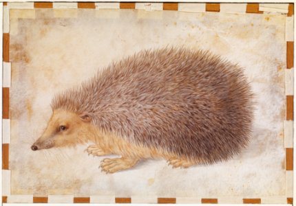 A Hedgehog (Erinaceus roumanicus) MET DP120747