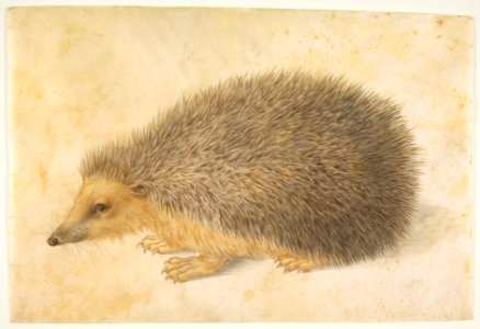 A Hedgehog (Erinaceus roumanicus) MET DP818387