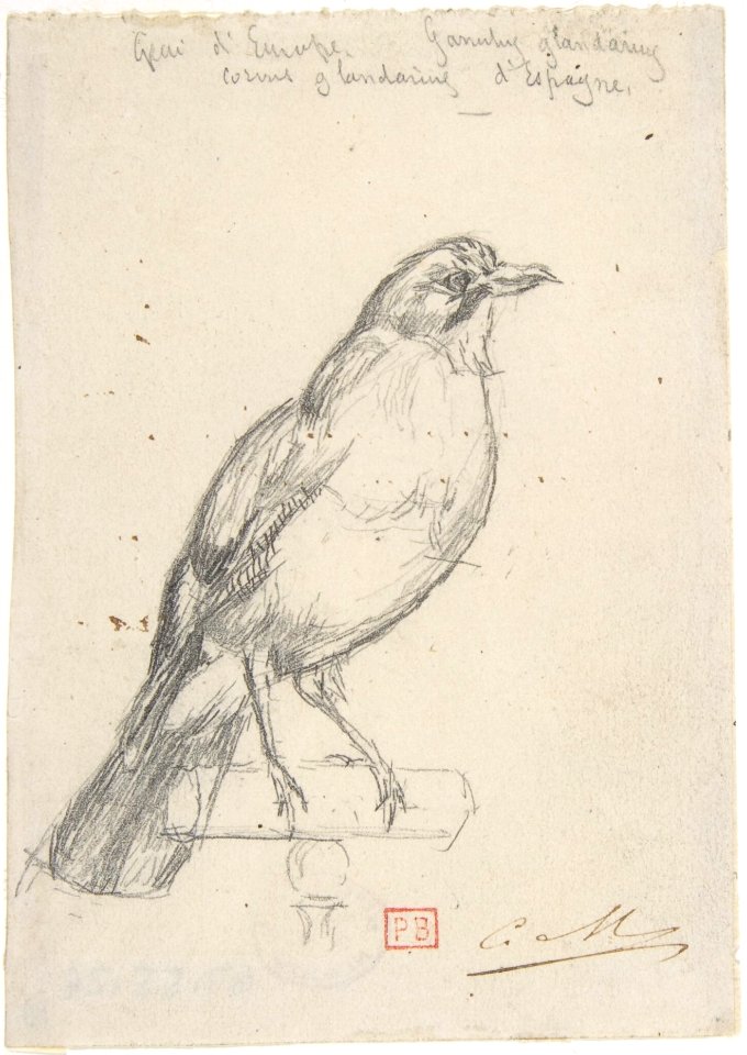 A European Jay MET DP807607