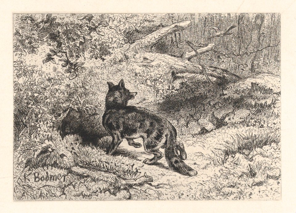 A Fox MET DP874278