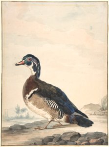 A Duck MET DP800684