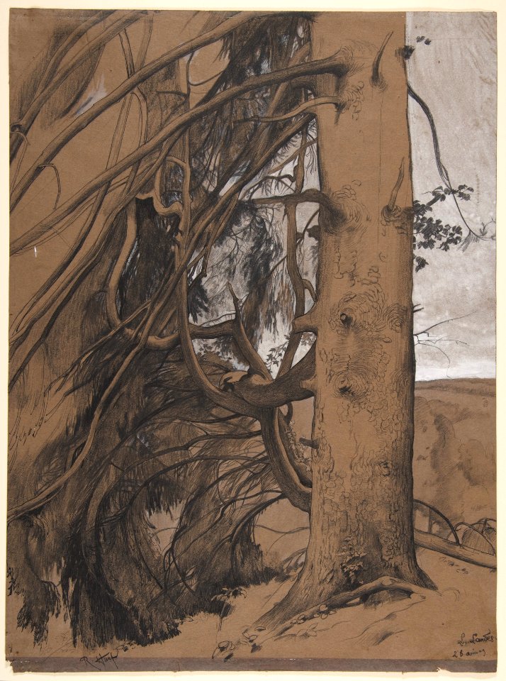 A Fir Tree in the Forest of the Landes, Aquitane MET DP811935