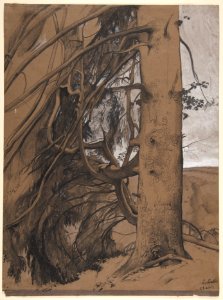 A Fir Tree in the Forest of the Landes, Aquitane MET DP811935
