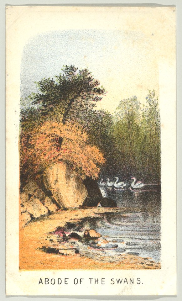 Abode of the Swans, from the series, Views in Central Park, New York, Part 2 MET DP849381